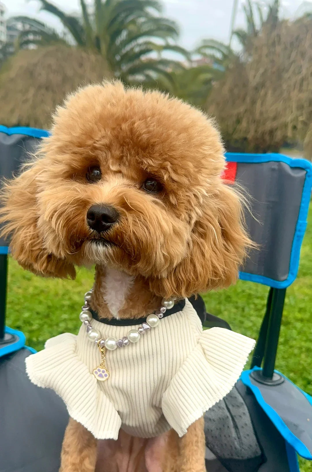 Toy Poodle Köpeğinizin Göz Temizliği Rehberi
